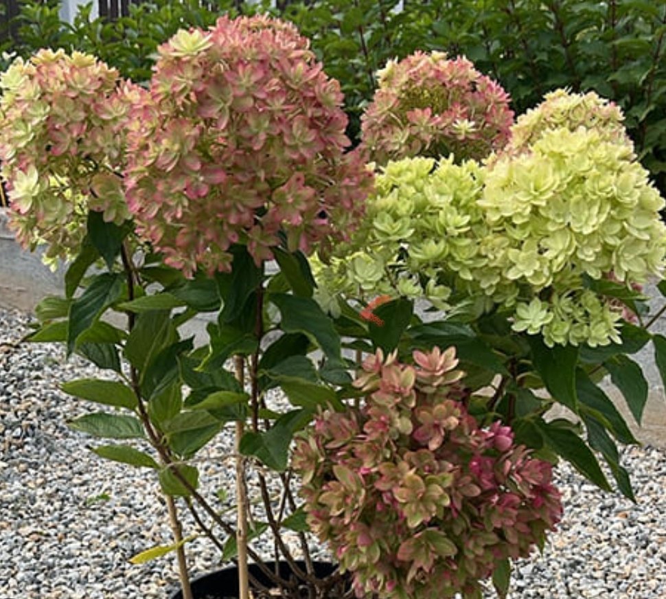 Мечта Лесково — Мечта Лесково