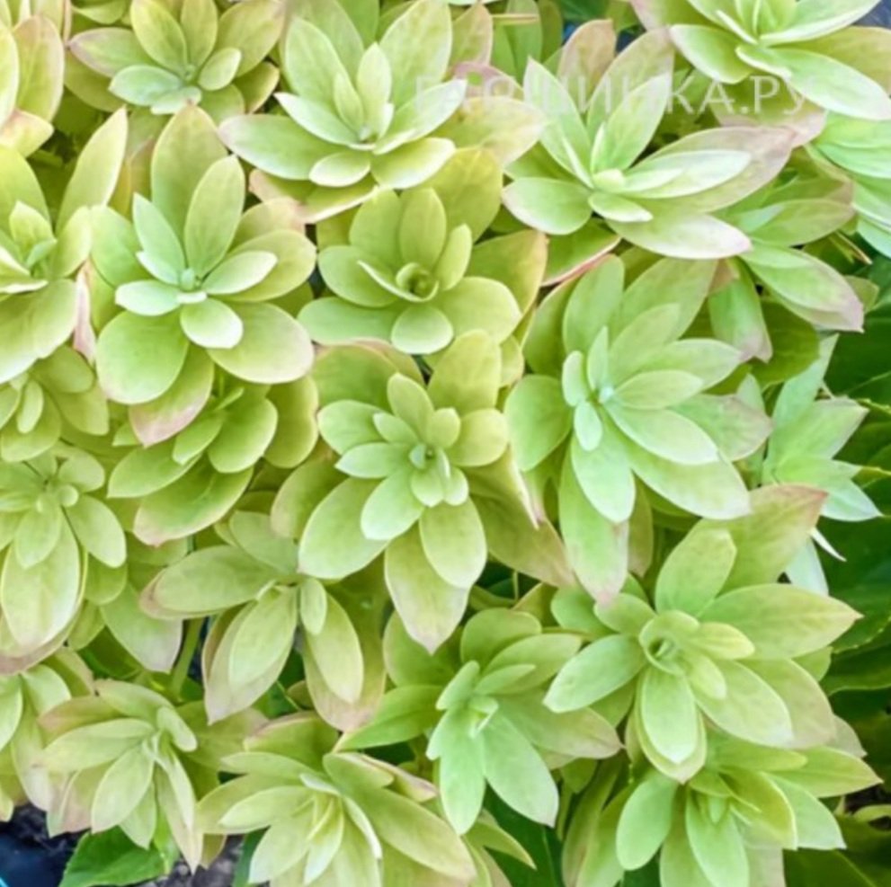 Мечта Лесково — Мечта Лесково. Гортензия высотой 50-60 см