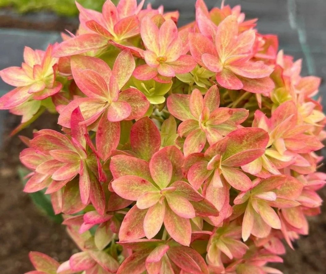 Мечта Лесково — Мечта Лесково