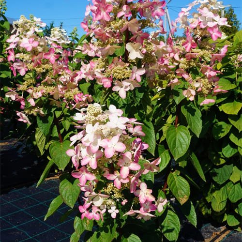 Ангелс Блаш — Angels Blush. Гортензия высотой 220-250 см