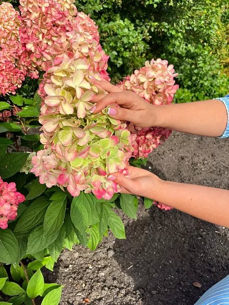 Бонфаер — Bonfire