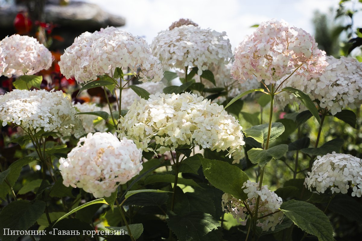 Кандибель Баблгам — Candybelle Bubblegum