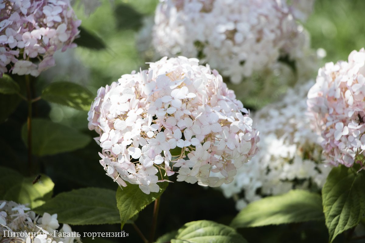 Кандибель Баблгам — Candybelle Bubblegum. Гортензия высотой 80-120 см