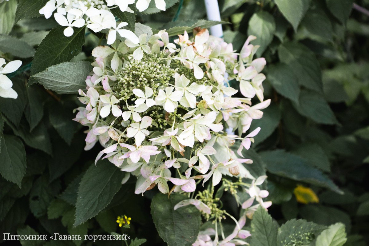 Дентель дэ Горрон — Dentelle de Gorron