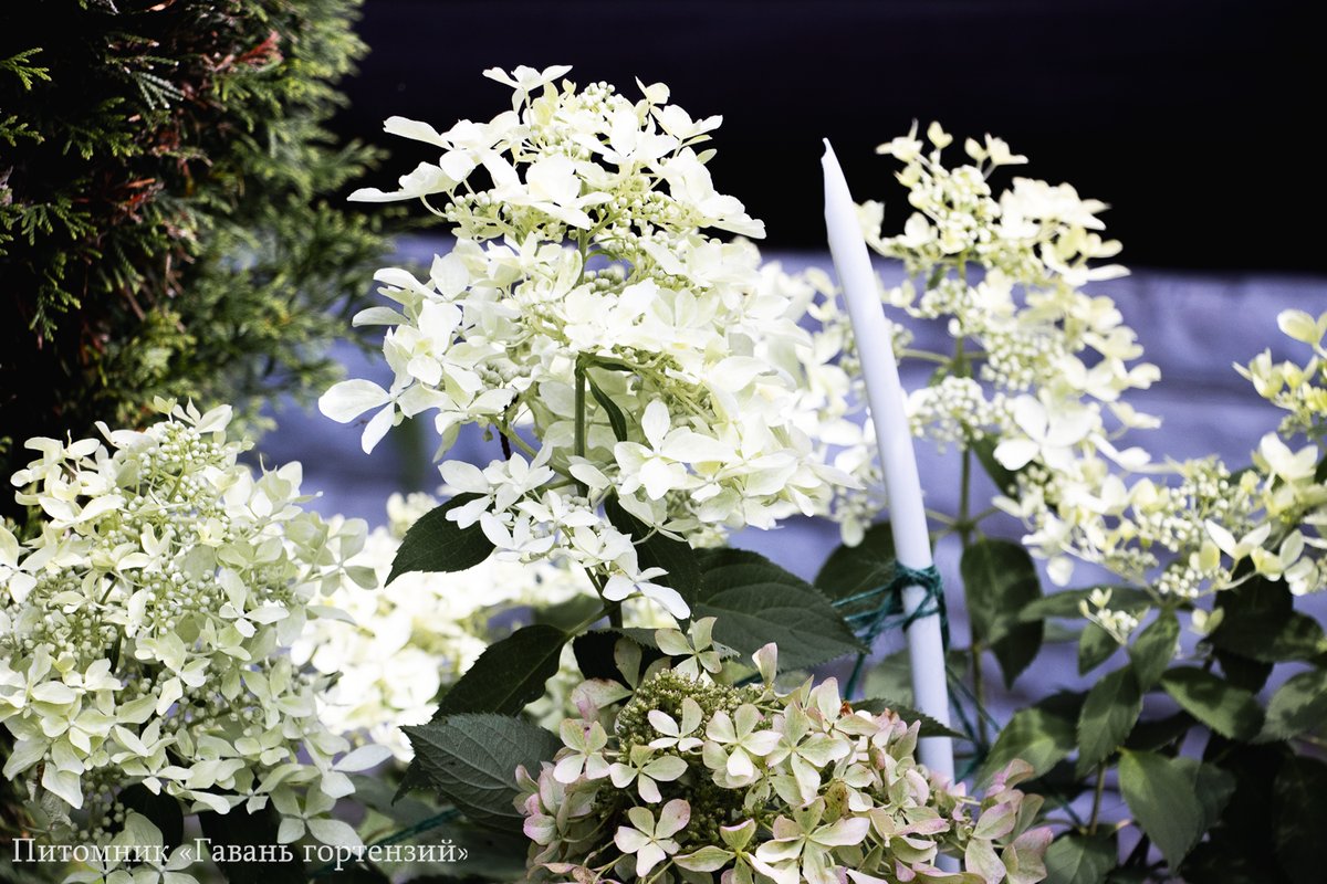 Дентель дэ Горрон — Dentelle de Gorron. Гортензия высотой 200-220 см