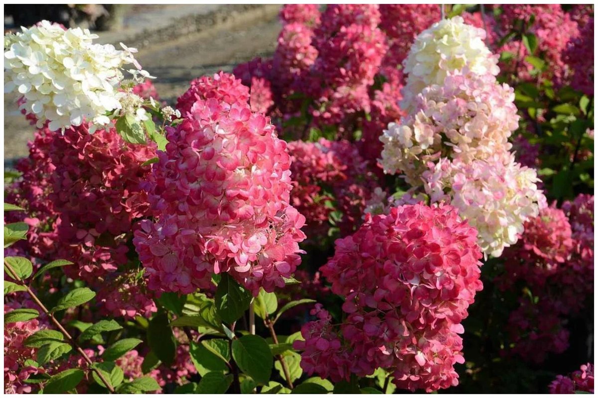 Даймонд руж — Diamant Rouge