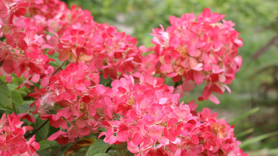 Даймонд руж — Diamant Rouge