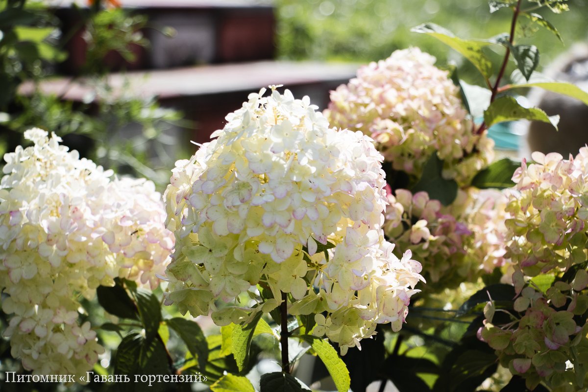 Диамантино — Diamantino