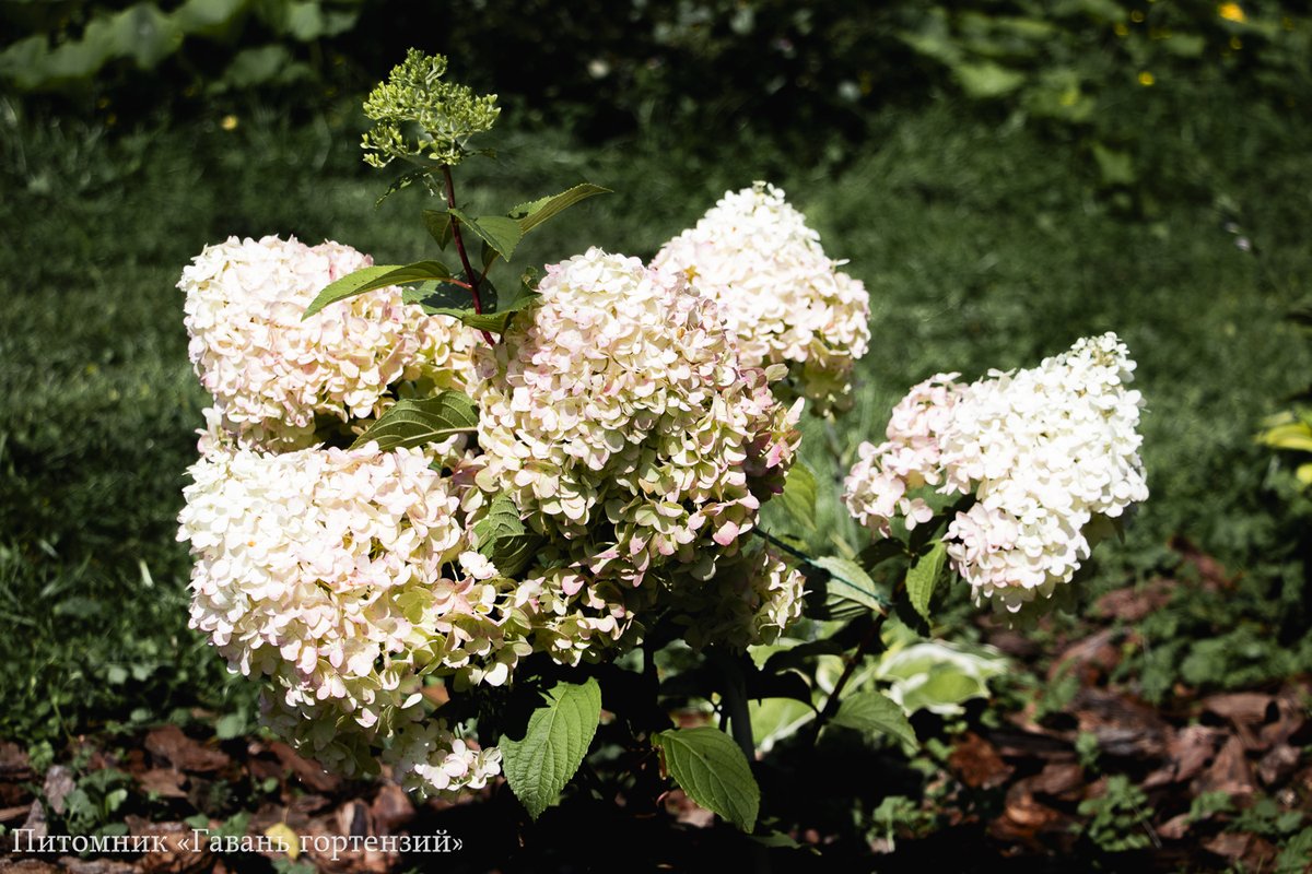 Диамантино — Diamantino