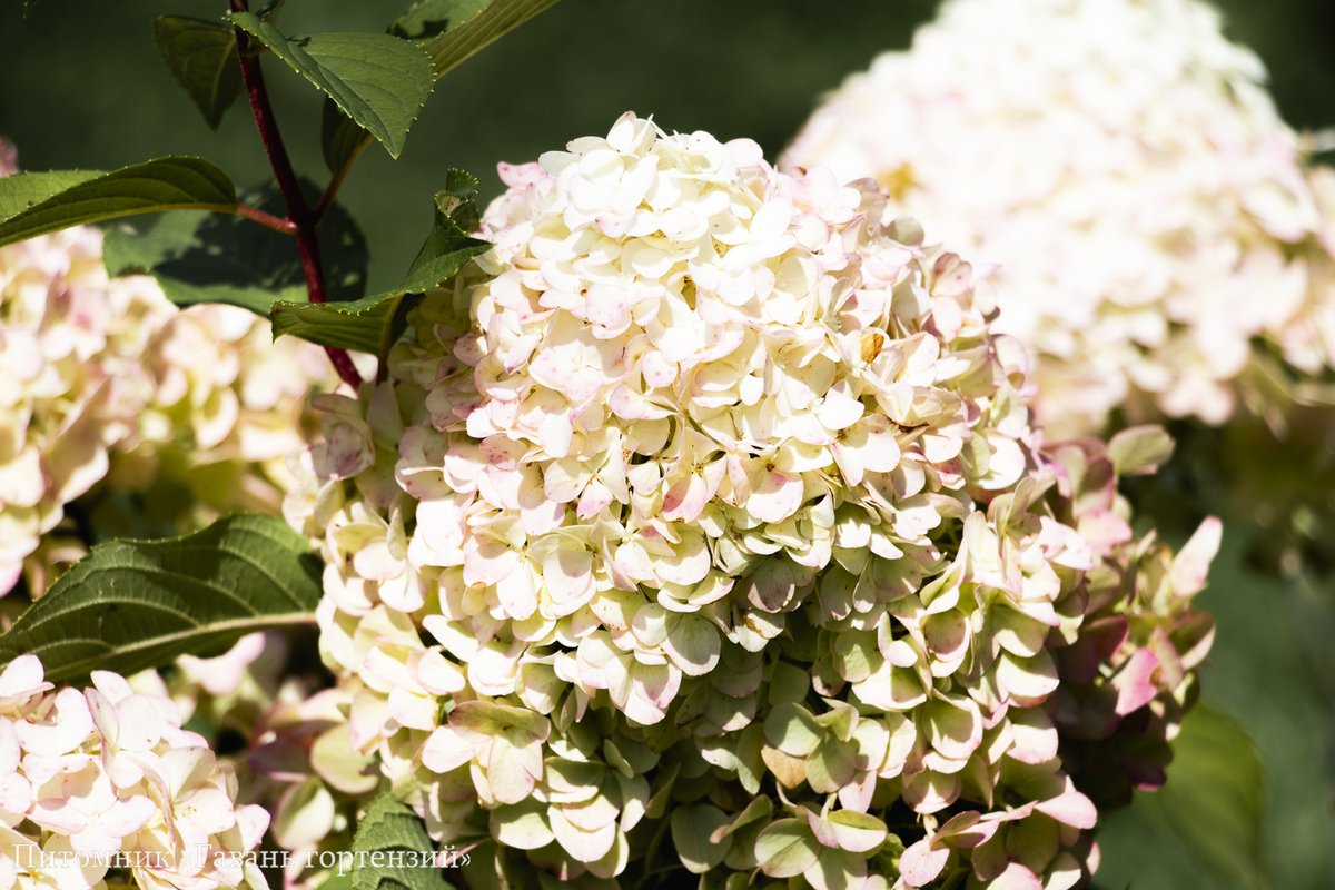 Диамантино — Diamantino. Гортензия высотой 120-140 см