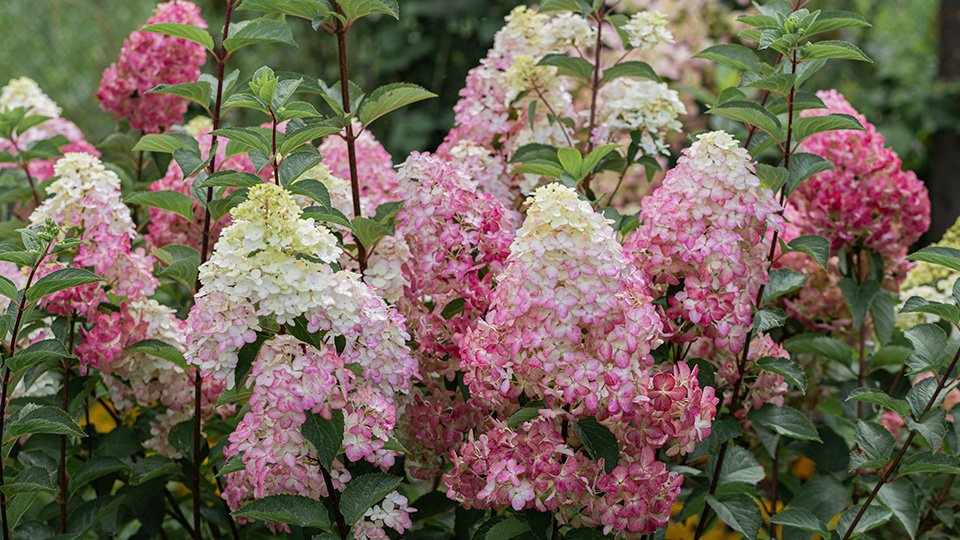 Фрайз Мельба — Fraise Melba