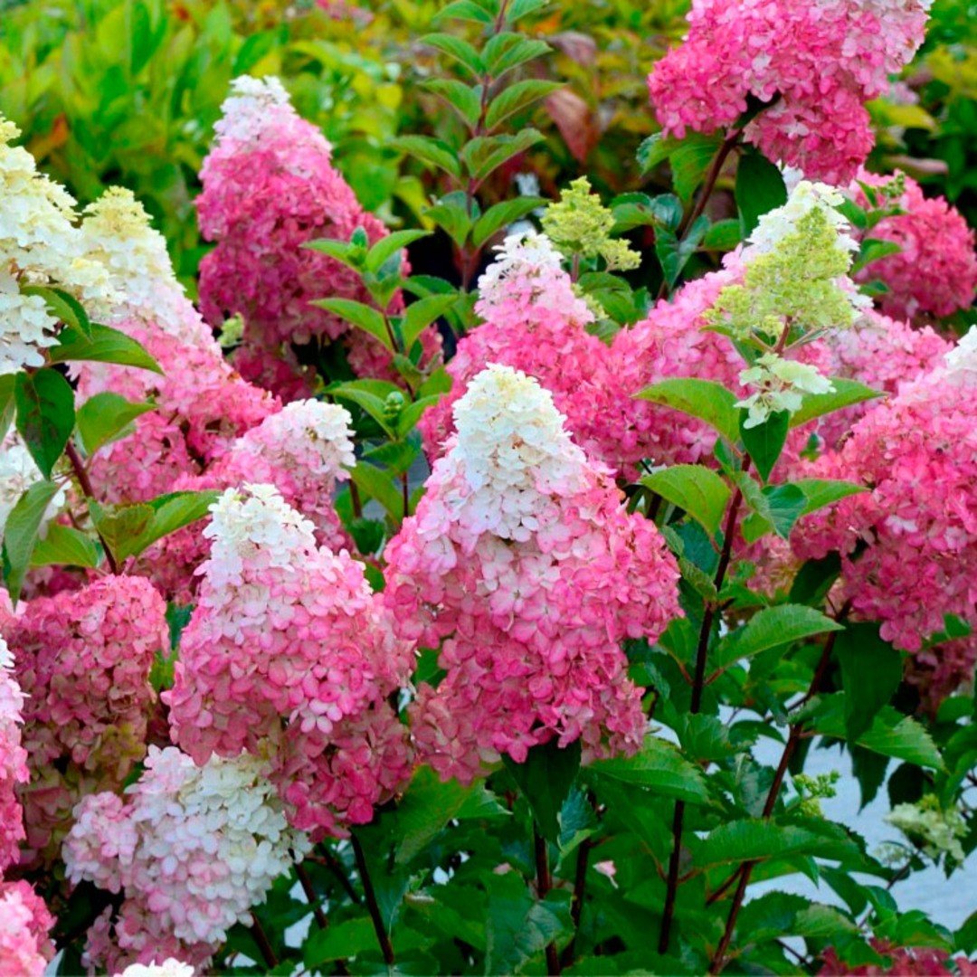 Фрайз Мельба — Fraise Melba