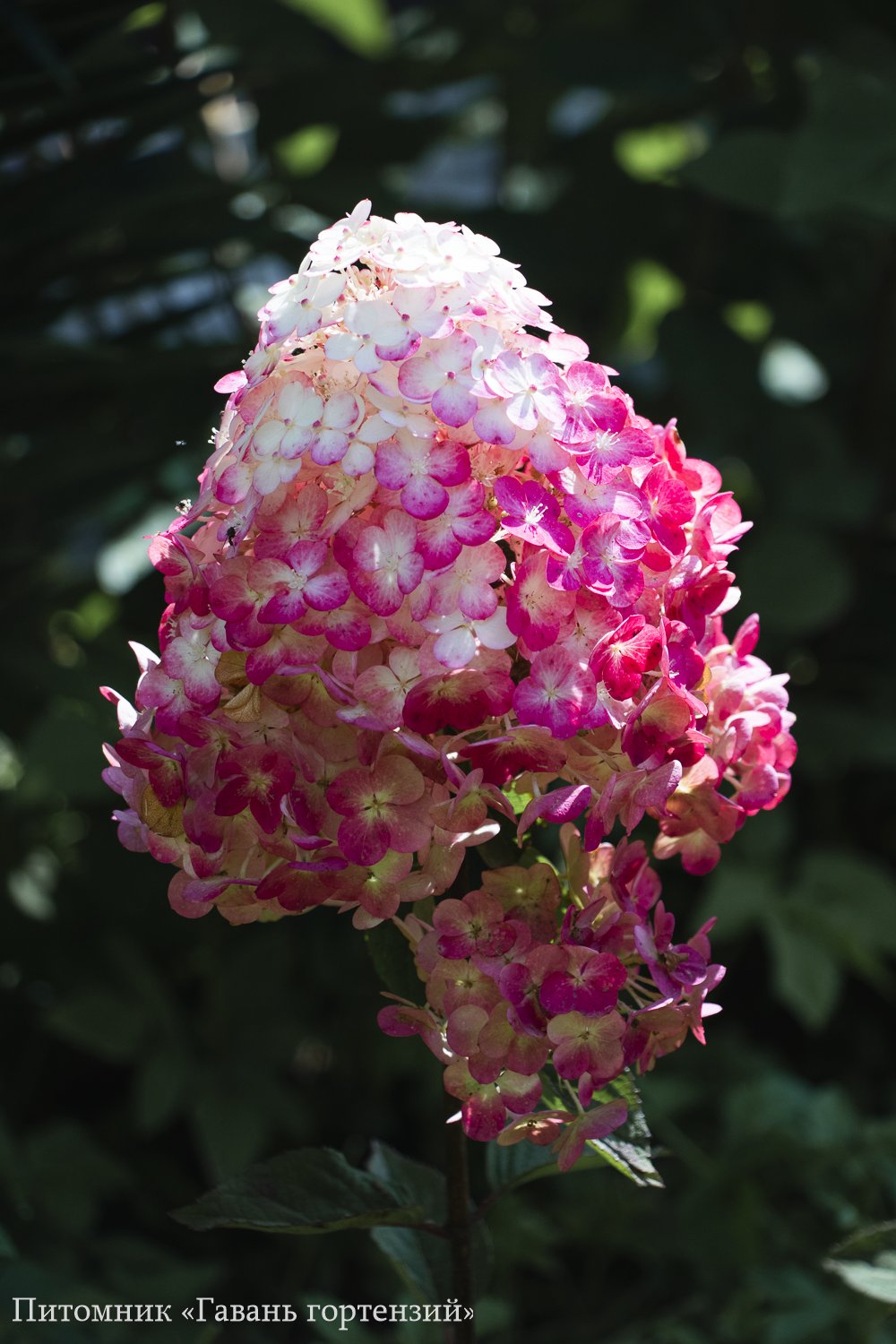 Самарская Лидия — Framboisine / Samarskaya Lidia