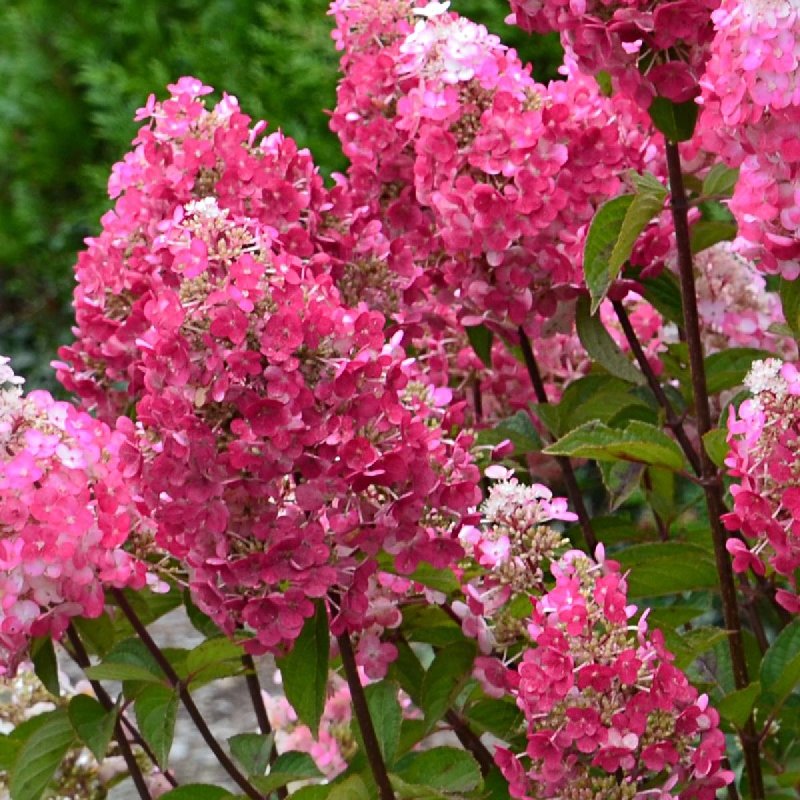 Самарская Лидия — Framboisine / Samarskaya Lidia