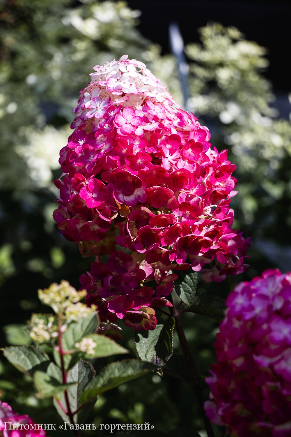 Самарская Лидия — Framboisine / Samarskaya Lidia. Гортензия высотой 90-110 см