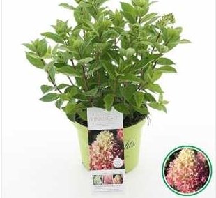 Гарден Лайт Пинк — Garden Lights Pink / Gardenlight Pinkligh. Гортензия высотой 80-100 см