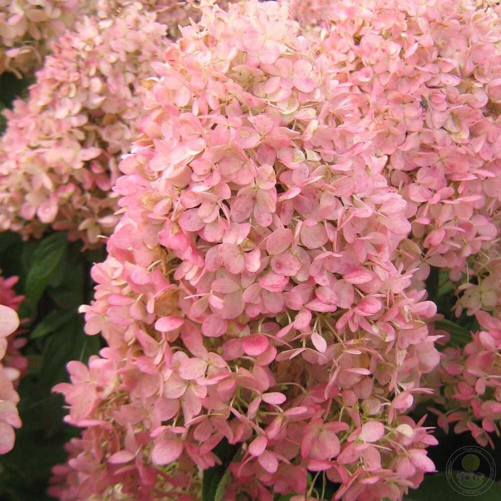 Гарден Лайт Пинк — Garden Lights Pink / Gardenlight Pinkligh