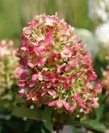 Графити — Graffiti. Гортензия высотой 80-100 см