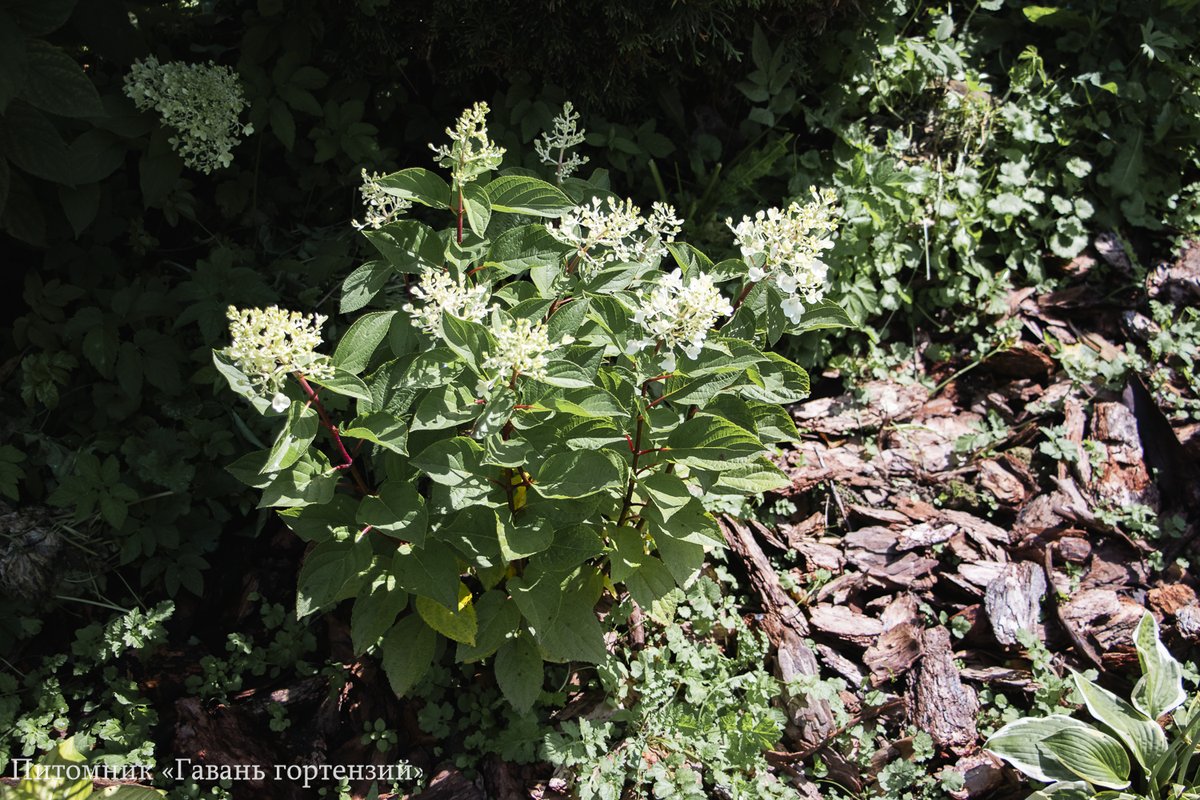 Индиан Саммер (Ред Вельвет) — Indian Summer / Red Velvet