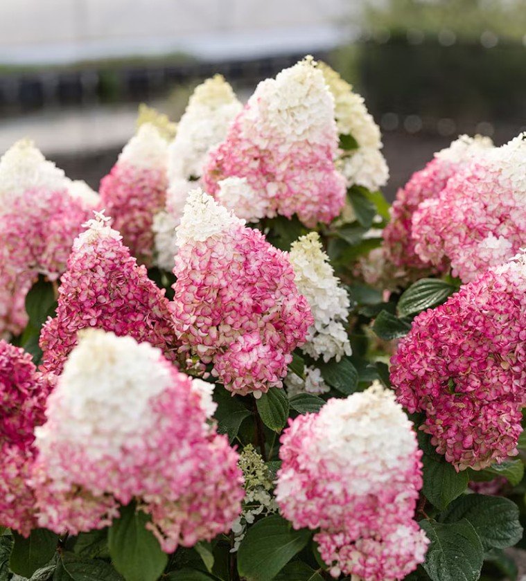 Индиан Саммер (Ред Вельвет) — Indian Summer / Red Velvet. Гортензия высотой 110-120 см