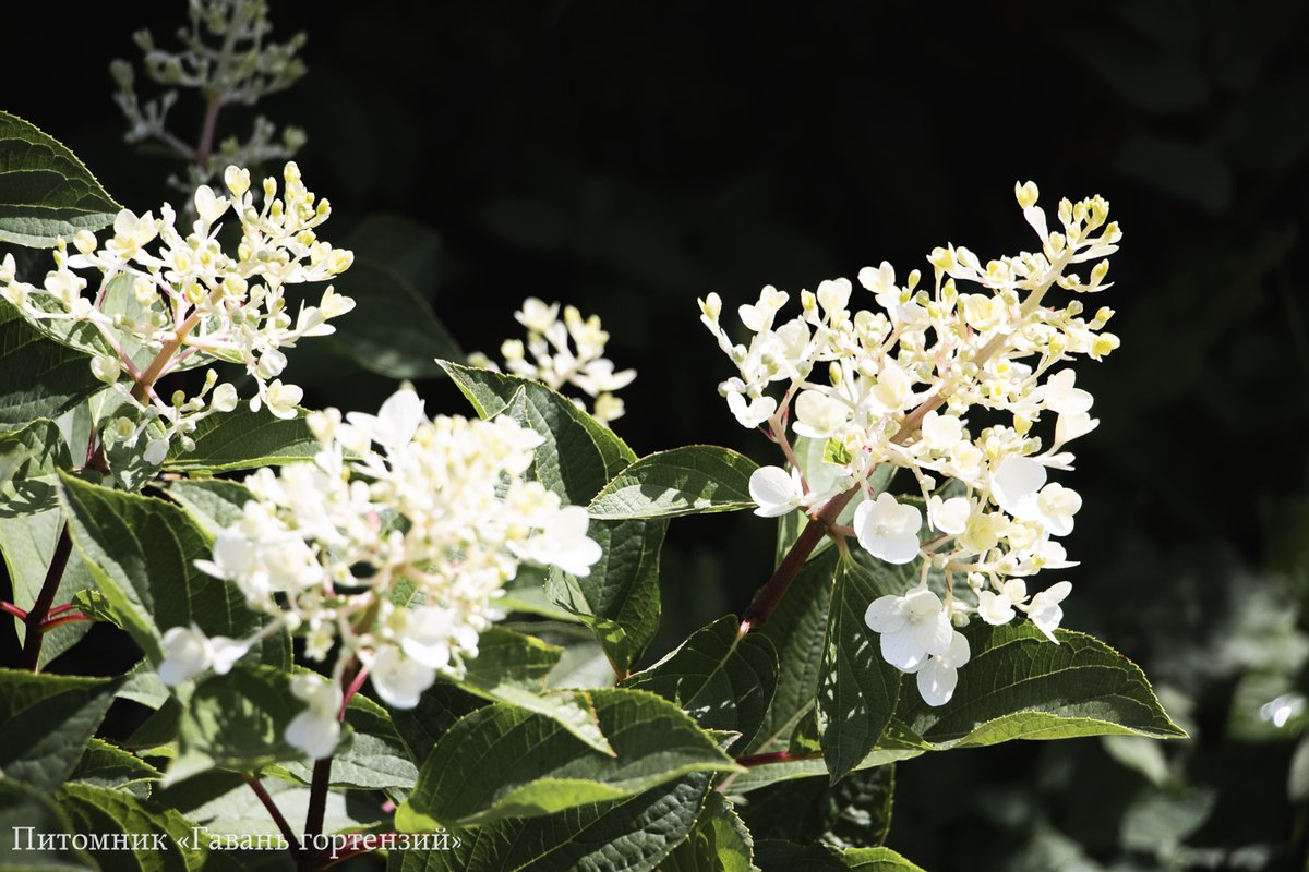 Индиан Саммер (Ред Вельвет) — Indian Summer / Red Velvet