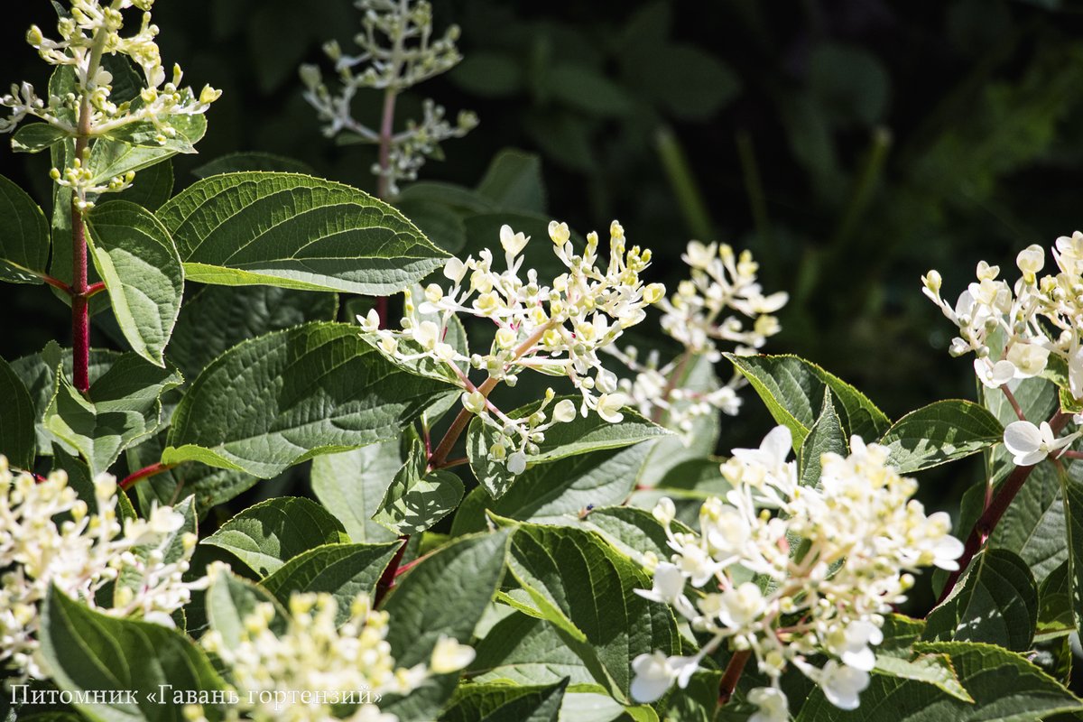 Индиан Саммер (Ред Вельвет) — Indian Summer / Red Velvet