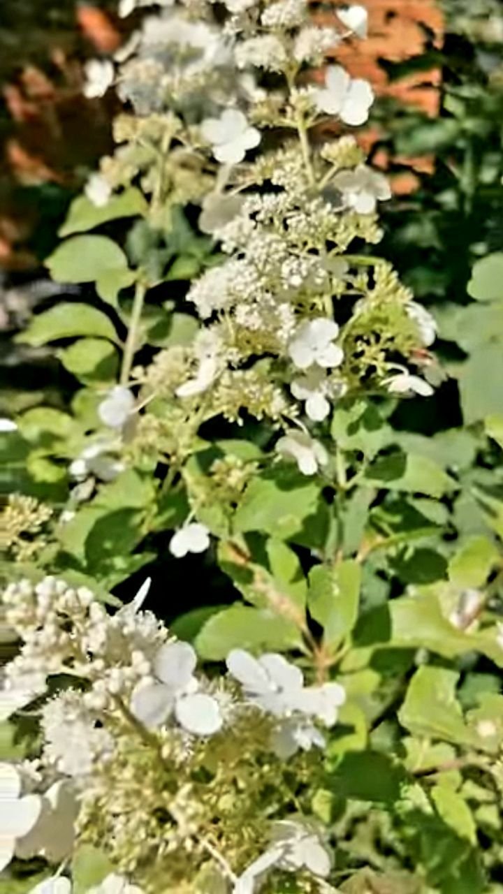 Kyushu — Kyushu. Гортензия высотой 250-300 см