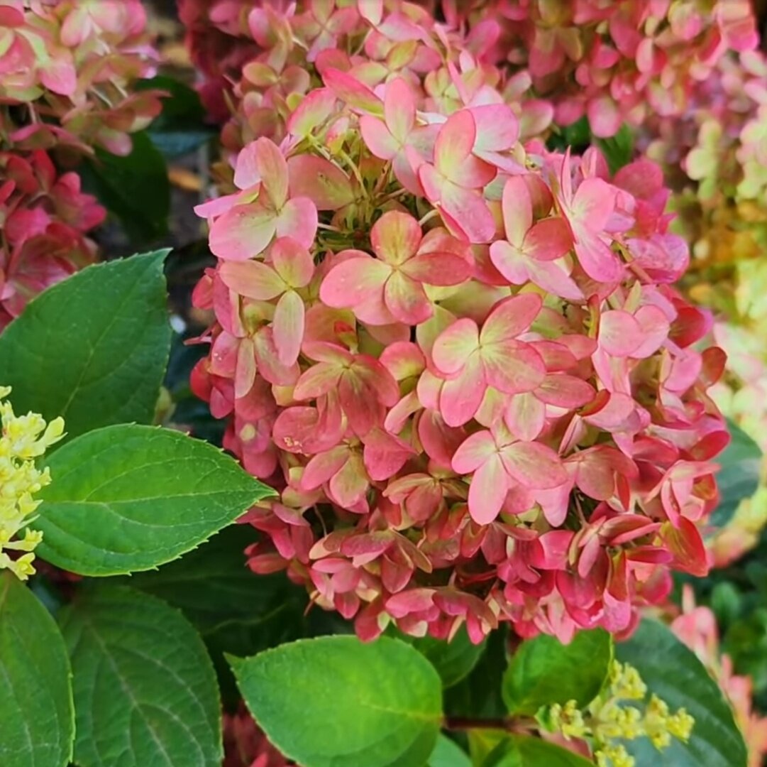 Лаймлайт Прайм — Limelight Prime