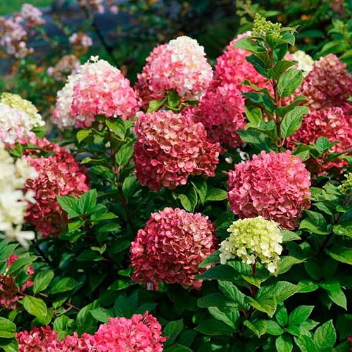 Лаймлайт Панч — Limelight Punch