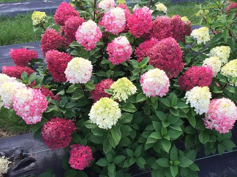 Лаймлайт Панч — Limelight Punch. Гортензия высотой 80-100 см