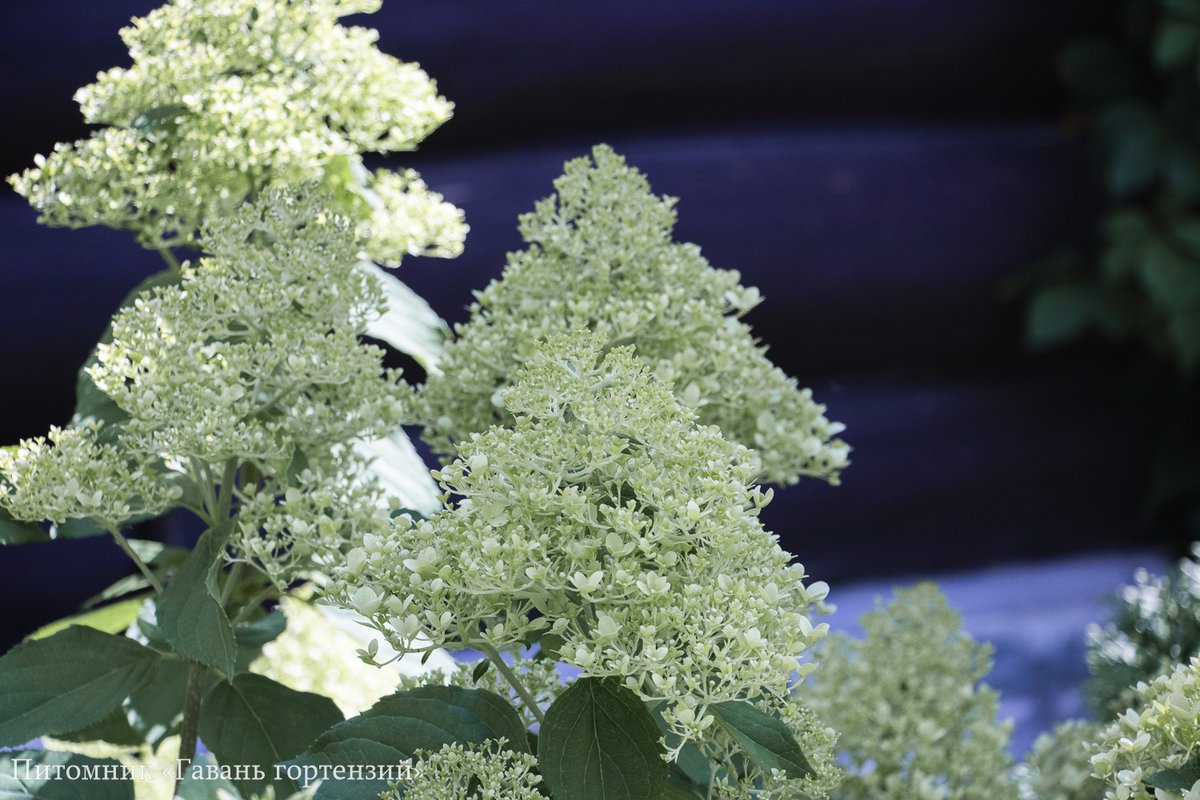 Лайм Лайт — Limelight