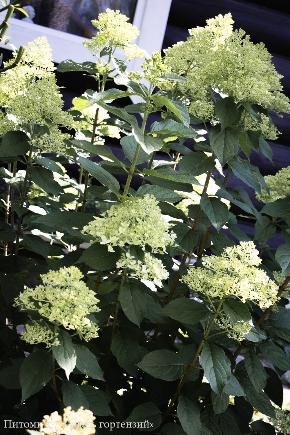 Лайм Лайт — Limelight