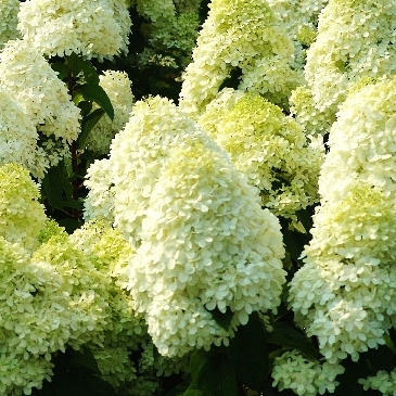 Лайм Лайт — Limelight. Гортензия высотой 160-220 см