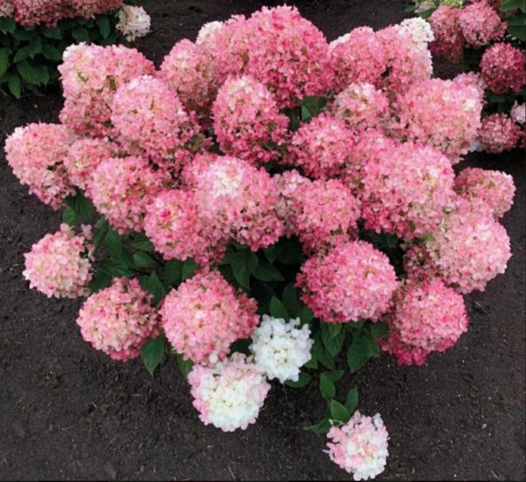 Литл Роуз — Little Rose. Гортензия высотой 50-70 см