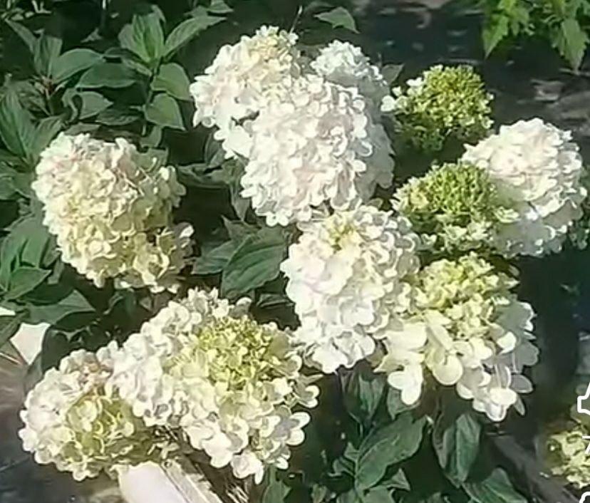 Литл Роуз — Little Rose