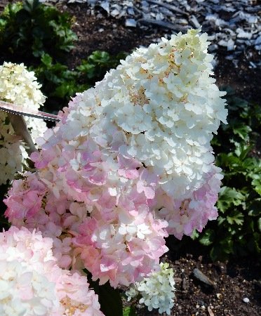 Меджикал Андес — Magical Andes. Гортензия высотой 110-120 см