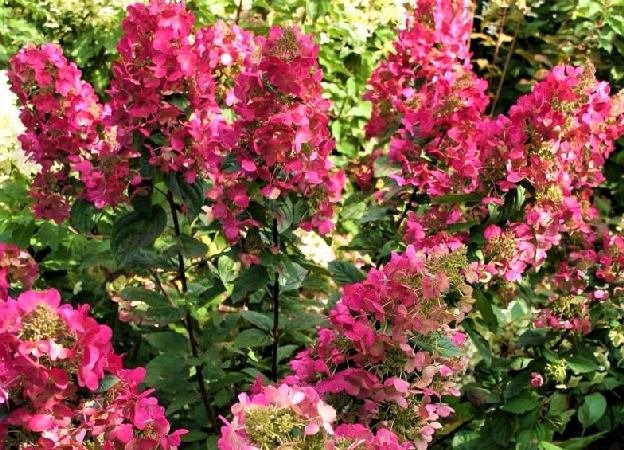 Мэджикал Везувио — Magical Vesuvio / Kolmavesu. Гортензия высотой 110-150 см