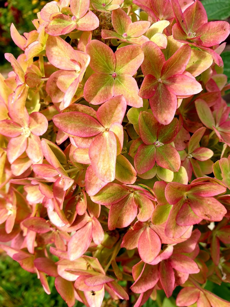 Металлика — Metallica