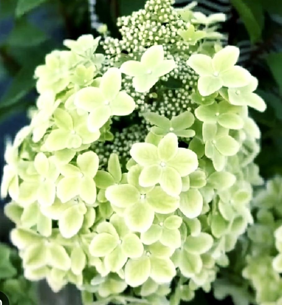 Металлика — Metallica. Гортензия высотой 150-150 см