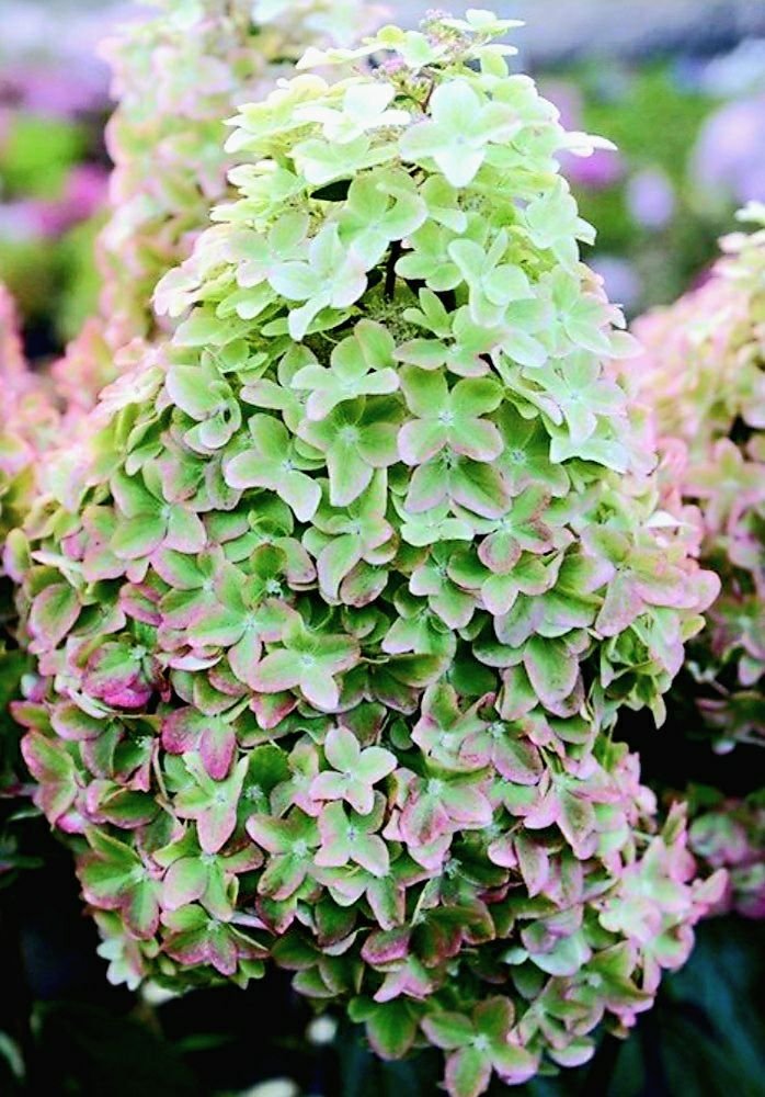 Металлика — Metallica