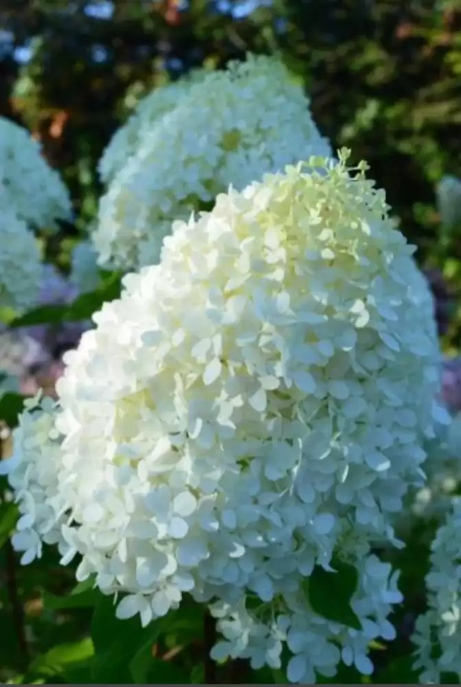 Минти Спирит — Minty Spirit. Гортензия высотой 100-120 см