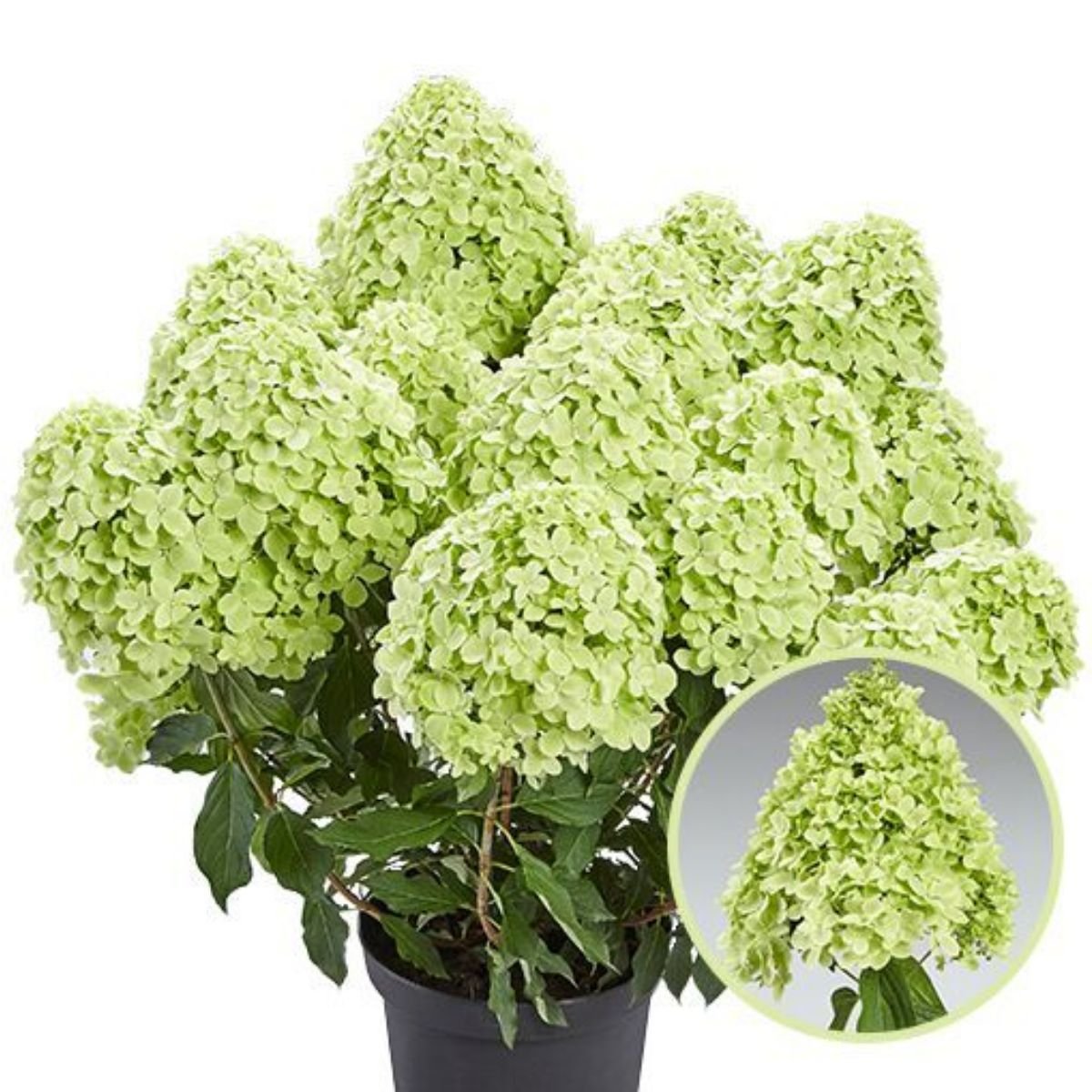 Панчетта — Pancetta. Гортензия высотой 80-100 см