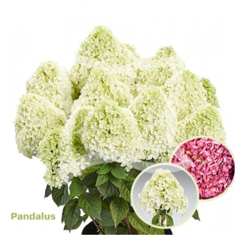 Пандалус — Pandalus. Гортензия высотой 80-100 см