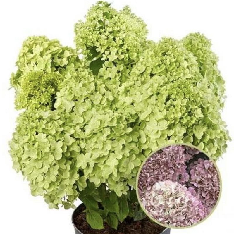 Пандора — Pandora. Гортензия высотой 80-100 см