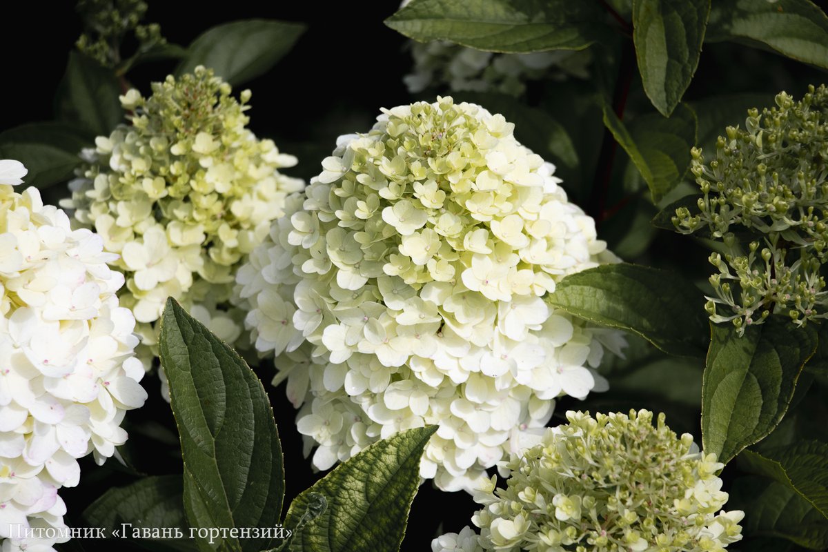 Паненка — Panenka. Гортензия высотой 60-70 см