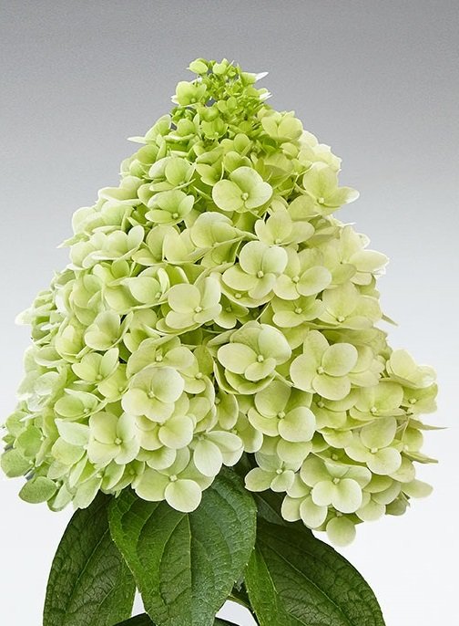 Паненка — Panenka