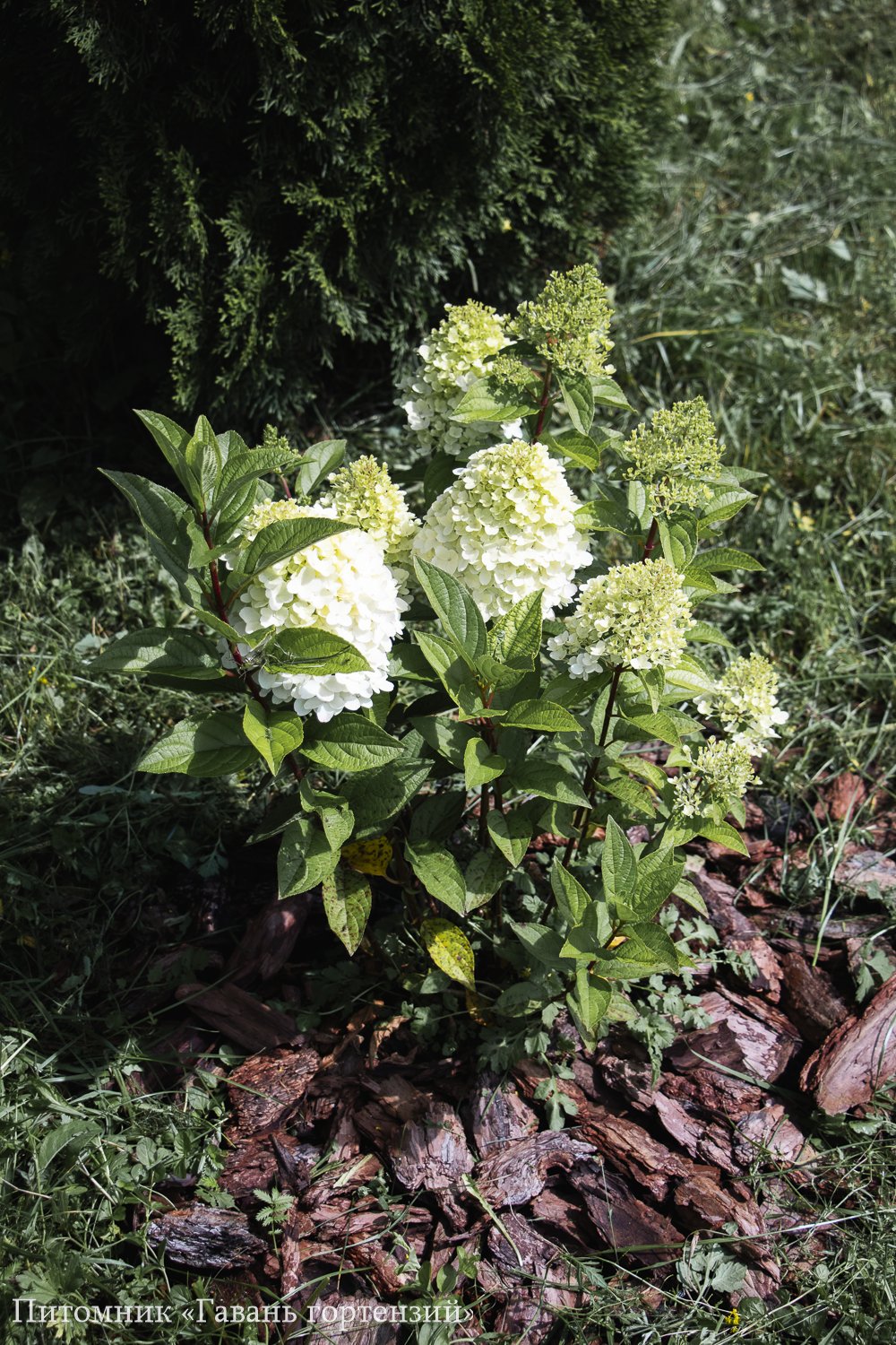 Пантеон — Panteon