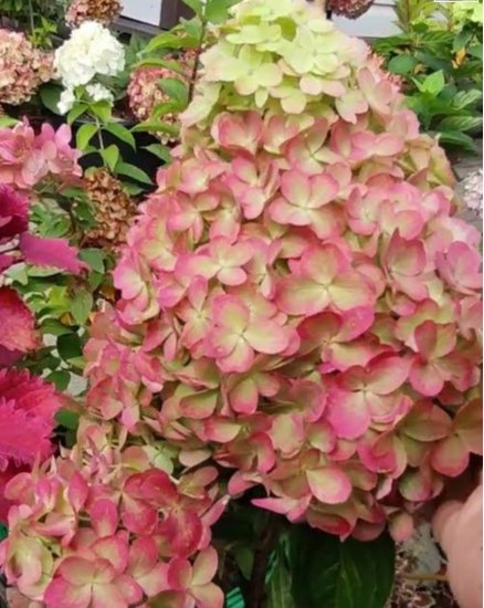 Пантеон — Panteon