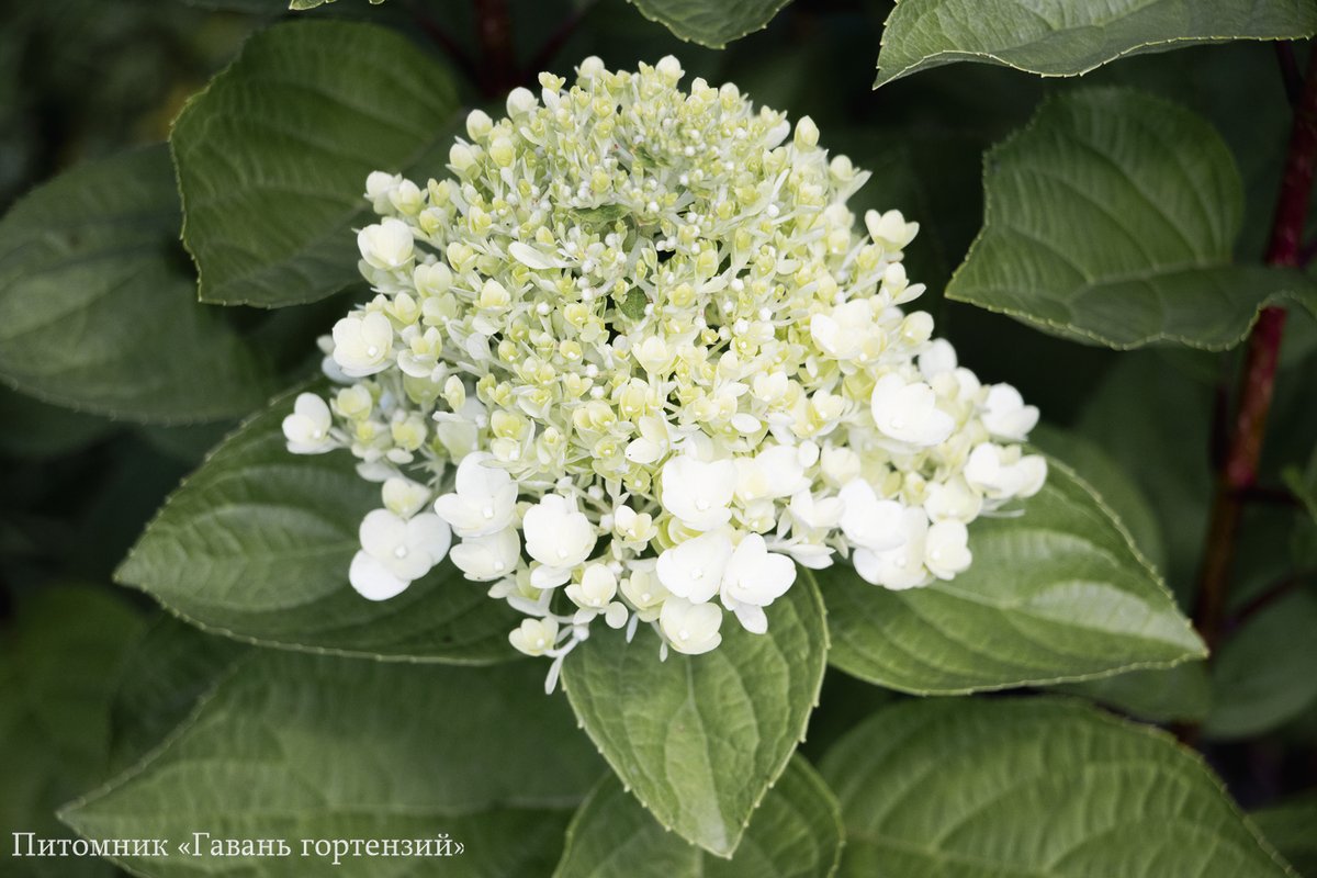 Пантеон — Panteon. Гортензия высотой 80-100 см