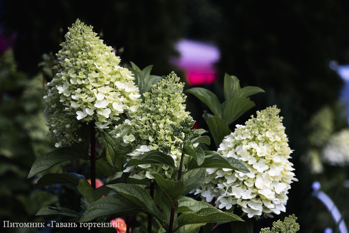 Пантеон — Panteon